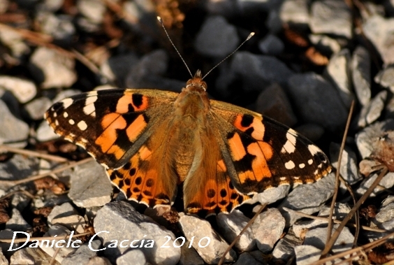 Vanessa cardui